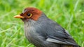 Nature wildlife image bird of a Chestnut-hooded laughingthrush on perch