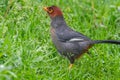 Nature wildlife image bird of a Chestnut-hooded laughingthrush on perch