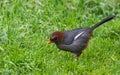 Nature wildlife image bird of a Chestnut-hooded laughingthrush on perch