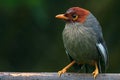 Nature wildlife image bird of a Chestnut-hooded laughingthrush on perch