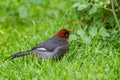 Nature wildlife image bird of a Chestnut-hooded laughingthrush on perch