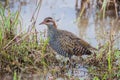 Nature wildlife image Buff Banded Rail bird on paddy filed Royalty Free Stock Photo