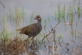 Nature wildlife image Buff Banded Rail bird on paddy filed Royalty Free Stock Photo