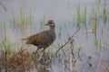 Nature wildlife image Buff Banded Rail bird on paddy filed