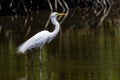 Nature wildlife image of Egret bird on wetland center in Kota Kinabalu, Sabah, Malaysia. Cattle egret bird Chilling Royalty Free Stock Photo