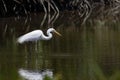 Nature wildlife image of Egret bird on wetland center in Kota Kinabalu, Sabah, Malaysia. Cattle egret bird Chilling Royalty Free Stock Photo