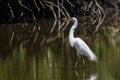 Nature wildlife image of Egret bird on wetland center in Kota Kinabalu, Sabah, Malaysia. Cattle egret bird Chilling Royalty Free Stock Photo