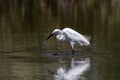 Nature wildlife image of Egret bird on wetland center in Kota Kinabalu, Sabah, Malaysia. Cattle egret bird Chilling Royalty Free Stock Photo