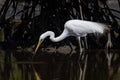 Nature wildlife image of Egret bird on wetland center in Kota Kinabalu, Sabah, Malaysia. Cattle egret bird Chilling Royalty Free Stock Photo