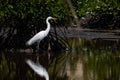 Nature wildlife image of Egret bird on wetland center in Kota Kinabalu, Sabah, Malaysia. Cattle egret bird Chilling Royalty Free Stock Photo