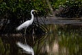 Nature wildlife image of Egret bird on wetland center in Kota Kinabalu, Sabah, Malaysia. Cattle egret bird Chilling Royalty Free Stock Photo