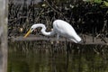 Nature wildlife image of Egret bird on wetland center in Kota Kinabalu, Sabah, Malaysia. Cattle egret bird Chilling Royalty Free Stock Photo