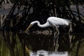 Nature wildlife image of Egret bird on wetland center in Kota Kinabalu, Sabah, Malaysia. Cattle egret bird Chilling Royalty Free Stock Photo