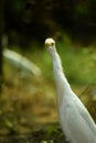 Egret is Observing Everything. Nature wildlife image of Great Egret bird walk on Paddy Field. Egrets that live freely in Nature