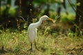 Nature wildlife image of Great Egret bird walk on Paddy Field. Egrets that live freely in Nature.