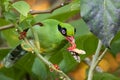 Nature wildlife image of green birds of Borneo known as Bornean Green Magpie