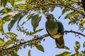 Nature wildlife image of Jambu fruit dove bird (Ptilinopus jambu) sitting on a branch in a rain forest Royalty Free Stock Photo