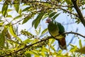 Nature wildlife image of Jambu fruit dove bird (Ptilinopus jambu) sitting on a branch in a rain forest