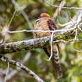 Nature wildlife image of The little cuckoo-dove perched in the middle of the foresting nature Royalty Free Stock Photo
