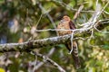 Nature wildlife image of The little cuckoo-dove perched in the middle of the foresting nature Royalty Free Stock Photo