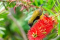 Nature wildlife image of Olive-backed sunbird with red flower in close up shot with stunning detail they drink sweet water from Royalty Free Stock Photo