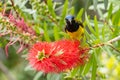 Nature wildlife image of Olive-backed sunbird with red flower in close up shot with stunning detail they drink sweet water from Royalty Free Stock Photo