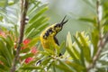 Nature wildlife image of Olive-backed sunbird with red flower in close up shot with stunning detail they drink sweet water from Royalty Free Stock Photo