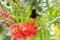 Nature wildlife image of Olive-backed sunbird with red flower in close up shot with stunning detail they drink sweet water from Royalty Free Stock Photo