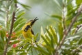 Nature wildlife image of Olive-backed sunbird with red flower in close up shot with stunning detail they drink sweet water from Royalty Free Stock Photo