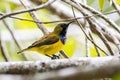 Nature wildlife image of Olive-backed sunbird with red flower in close up shot with stunning detail they drink sweet water from Royalty Free Stock Photo