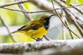 Nature wildlife image of Olive-backed sunbird with red flower in close up shot with stunning detail they drink sweet water from Royalty Free Stock Photo