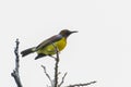 Nature wildlife image of Olive-backed sunbird with red flower in close up shot with stunning detail they drink sweet water from Royalty Free Stock Photo