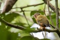 Nature wildlife image of piculet woodpecker standing on tree branches