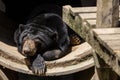 Nature wildlife image of Sunbear resting