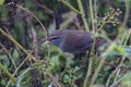 Nature wildlife image of Sunda Bush warbler bird on deep jungle forest in Sabah, Borneo Royalty Free Stock Photo