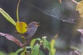 Nature wildlife image of Sunda Bush warbler bird on deep jungle forest in Sabah, Borneo Royalty Free Stock Photo