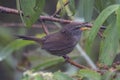 Nature wildlife image of Sunda Bush warbler bird on deep jungle forest in Sabah, Borneo Royalty Free Stock Photo