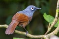 Nature wildlife image of Sunda laughingthrush Garrulax palliatus is a species of birds at tropical moist montane forests