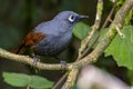 Nature wildlife image of Sunda laughingthrush Garrulax palliatus is a species of birds at tropical moist montane forests