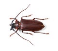 Nature, wildlife and insect with closeup of beetle in studio for environment, zoology and fauna. Animal, natural and