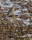 Javan pond heron looking food at Paddy field Royalty Free Stock Photo