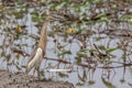 Javan pond heron looking food at Paddy field Royalty Free Stock Photo