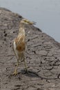 Javan pond heron looking food at Paddy field