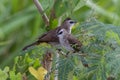 lovely pair of yellow-vented bulbul perch on tree branches