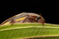 Nature wildlife macro image of cockchafers ( Exopholis hypoleuca) on green leaves Royalty Free Stock Photo