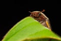 Nature wildlife macro image of cockchafers ( Exopholis hypoleuca) on green leaves Royalty Free Stock Photo