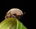 Nature wildlife macro image of cockchafers ( Exopholis hypoleuca) on green leaves Royalty Free Stock Photo