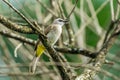 Lovely Yellow-vented bulbul perched and resting - Nature wildlife photography