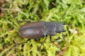 Nature wildlife of stag beetles in forest