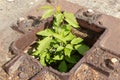 Nature winning over man. Overgrown human remains. Old rusty cut off metal pillar